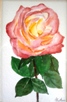 14 - An English Rose - Watercolour - June Cutler.JPG